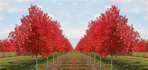 10公分美國(guó)紅楓圖片